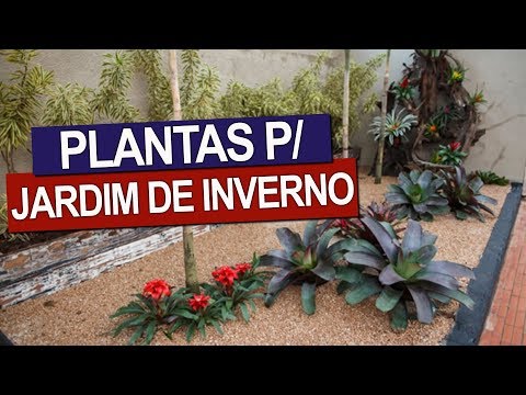 Vídeo: Plantas Florescendo No Jardim De Inverno