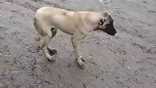 Halay Çeken Köpek Çok Komik