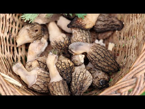 ЛУЧШИЙ РЕЦЕПТ ПРИГОТОВЛЕНИЯ СМОРЧКОВ