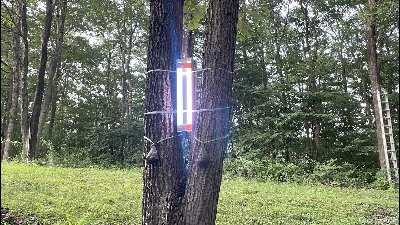 家の庭にやけくそ気味の誘虫トラップを仕掛けたままオオクワガタ採集に行ってきた結果...【2025年カブトムシ・クワガタ採集】