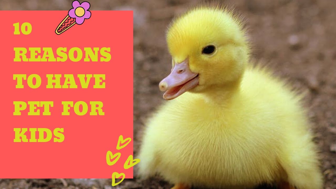 CAN WE HAVE DUCK AS PET ? 10 REASONS TO KNOW WHEN YOU HAVE PET FOR KIDS