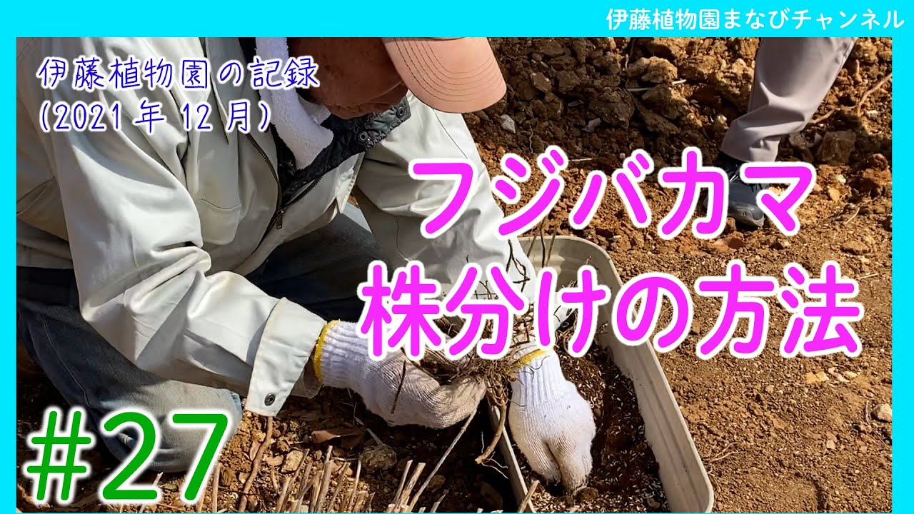 【フジバカマの株分けの方法】伊藤植物園の記録【2021年12月撮影】