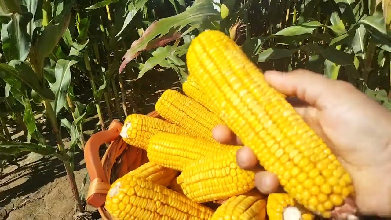 Pioneer Kukorica fajta bemutató .