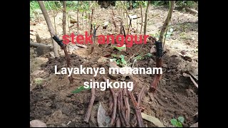 Cara Mudah Semai Cutting Anggur Langsung Di Lahan