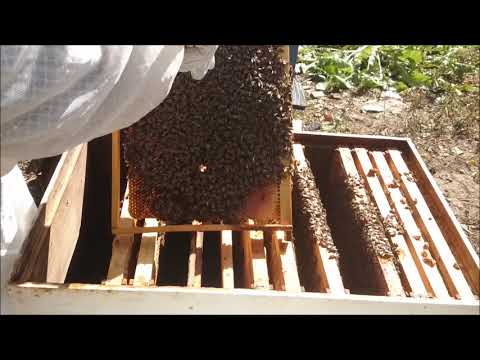 Video: Cum Se Pregătesc Albinele Pentru Iernat