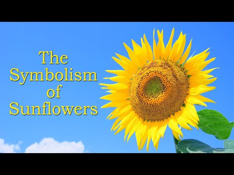 Video: Vai saulespuķe simbolizē cerību?