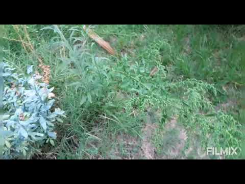 Vídeo: Què és l'escombra de carnisser: com utilitzar la planta d'escombra de carnisser