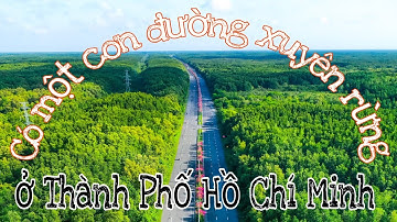 Có một con đường xuyên rừng tuyệt đẹp ở Thành Phố Hồ Chí Minh.