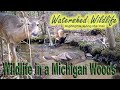 Wildlife in a Michigan Woods, The big birds.