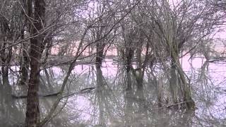 Deutscher Jagdterrir Nik Piškorevački