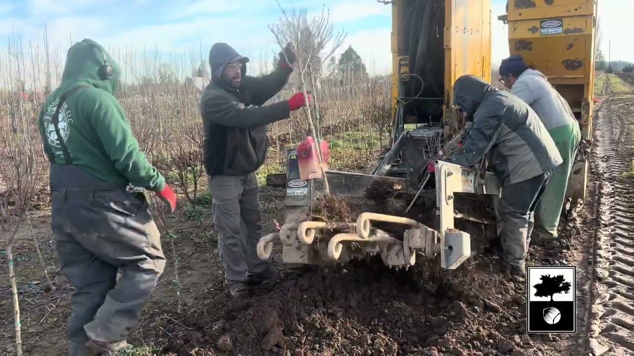 Bare-Rooting at Bountiful Farms