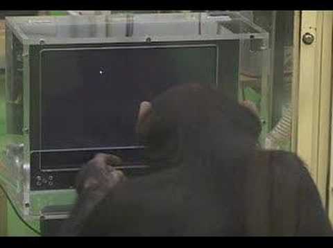 Video: La scimmia bonobo è la scimmia più intelligente del mondo