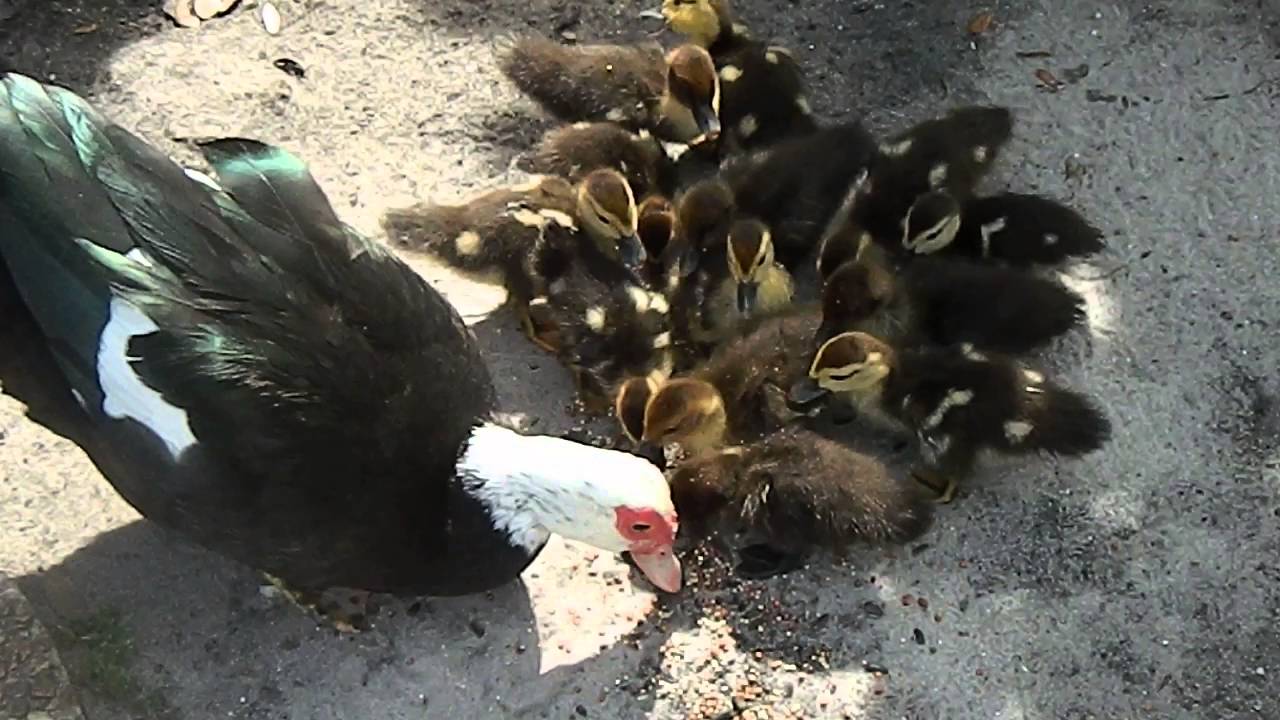 Muscovy duck brings her ducklings to eat some seeds and makes sure the