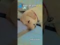 दिमाग नहीं चलता🤣🤣 #labradorretriever #labrador #lazydog #viral ,#dogs #ytshorts #funnyanimal