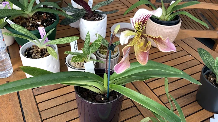 My Paphiopedilum Collection & How I care for my Lady Slippers