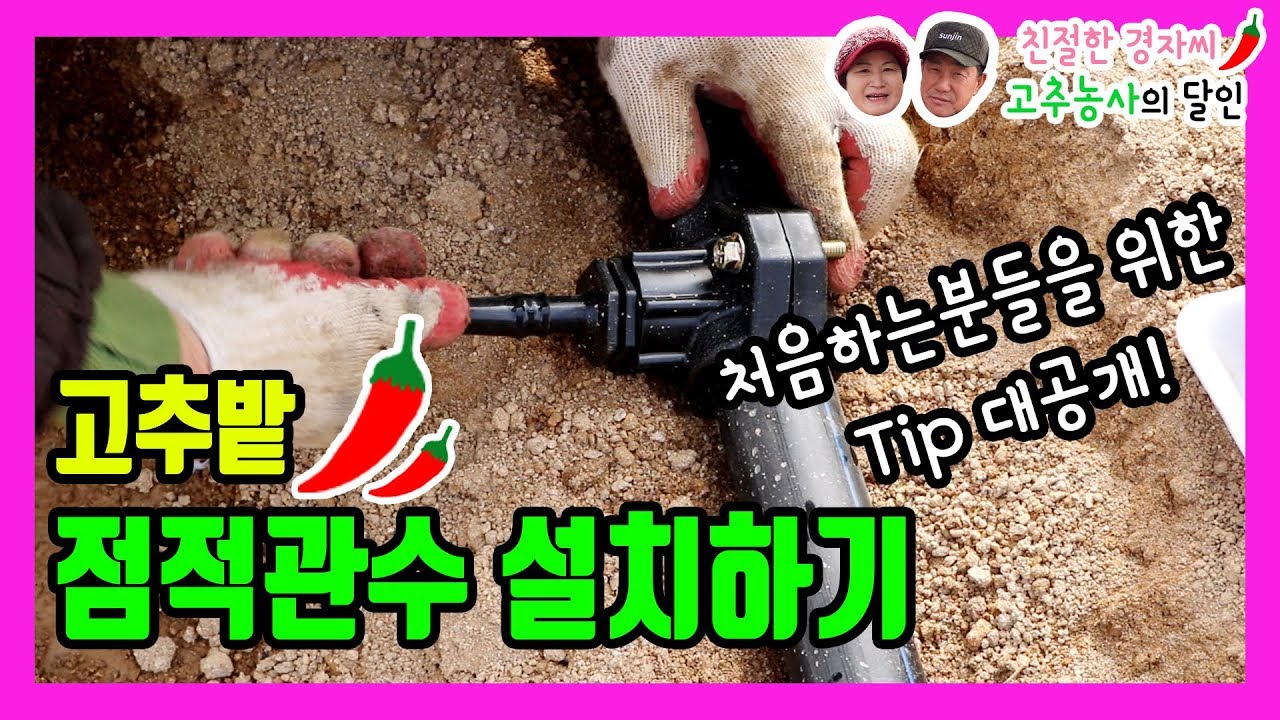 고추밭 점적관수 설치했습니다! 이해 쏙쏙 알기쉽게~ 영상 올립니다^^ 도전해보세요 (강원도 영월이래요)