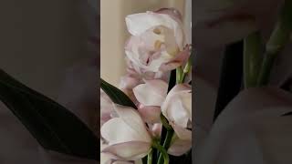 #цимбідіум #орхоманія #рожевийцимбідіум #orchid #орхідеїдома #красота