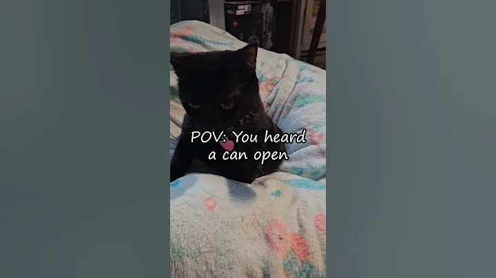 Video 9596781: cute cat sounds, cat sound funny cute, cute cat food funny, post