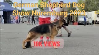 Glimpse From German Shepherd Dog Show Nuremburg 2023. #germany #germanshepherd
