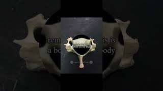 bro is :D #fyp #bone #bones #smiling #funny #relatable #science #news #facts #viral #shorts #fypシ゚
