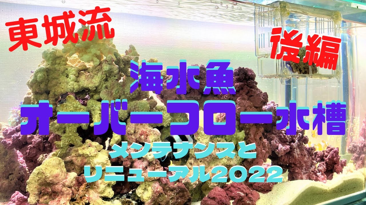 海水魚オーバーフロー水槽 メンテナンスとリニューアル 後編 - YouTube