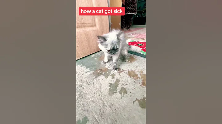 Video 6528401: pets cutecat funny animals, funny funniest animal pets, cat food