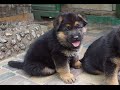 Смешные щенки НЕМЕЦКОЙ ОВЧАРКИ! German Shepherd puppies!