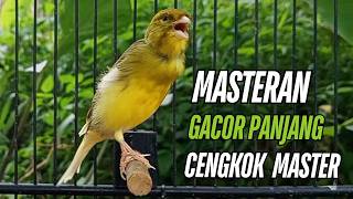 Masteran Kenari Gacor Paling Ampuh & Respon Cepat!! kenari macet bunyi Langsung Nyaut!!