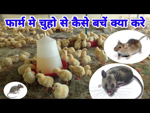 वीडियो: क्या मुर्गियां चूहे खा जाएंगी?
