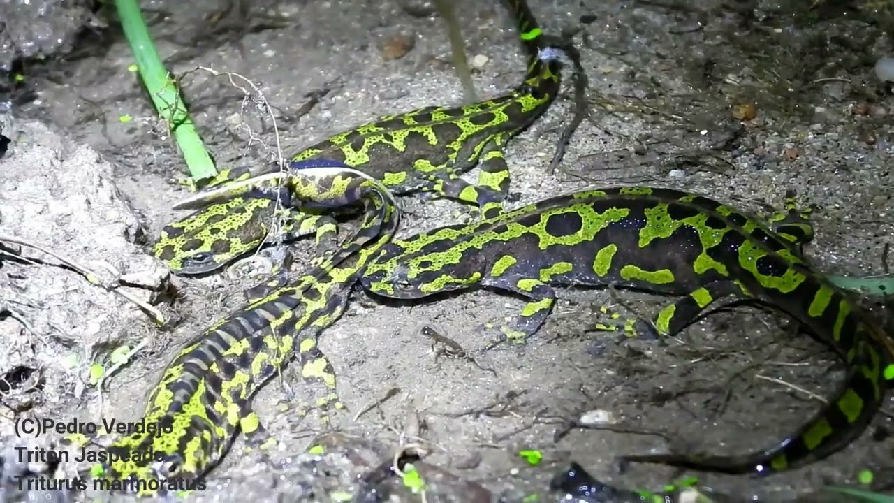 El Tritón Pigmeo y el Tritón Jaspeado, hábitats y algunos depredadores.