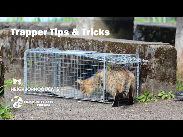 Trapping of feral cats-using soft net traps - PestSmart