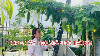 Top 6 cây leo giàn dễ trồng trên sân thượng – trồng 1 lần hái quanh năm
