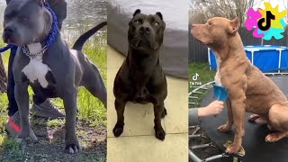 Most Popular and Most Badass Pitbull Dogs TikTok Compilation! | 2021
