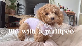 Life with a Maltipoo 💜🎀 Spay surgery recovery days 💕