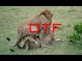 Lions Make A Sexytime - Masai Mara