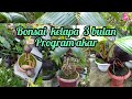 Bonsai kelapa 3 bulan program akar pindah media dan hasilnya