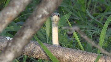 Dwarf Mongoose vs a deadly snake