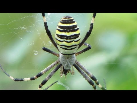 Osasti pajek (Argiope bruennichi)