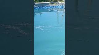 Вот такая вода в моем бассейне! #diy #лайк #лайфхаки #своимируками #сделайсам #самоделки