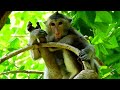 The old mother monkey no complaining nursing her kid very full satisfied.