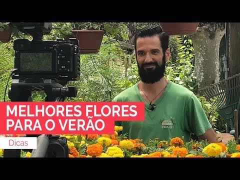 Vídeo: Flores Anuais Despretensiosas Para Uma Residência De Verão: Nomes E Fotos, Incluindo Florescer Durante Todo O Verão