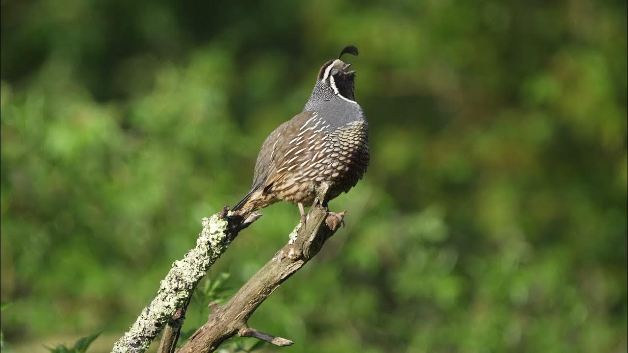 California Quail calls YouTube