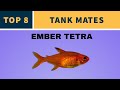 Best Tank Mates for Ember Tetra: Creating a Harmonious Community Tank
