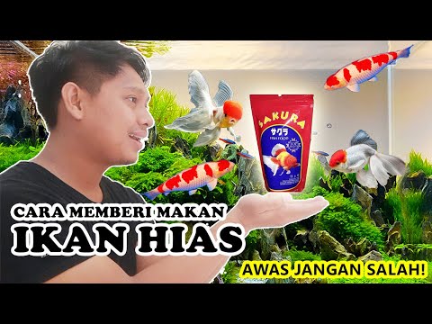 Video: Makanan Ikan: Cara Memberi Makan Hewan Peliharaan Bawah Air Anda Dengan Benar