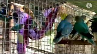 Lovebirds Rosiecollis Fischeri Personata