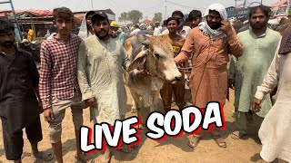 Live soda | Kitne Ka hona Chahiye | sahiwal cholisthani bachre | qurbani 2024 | Lahore Mandi shahpur