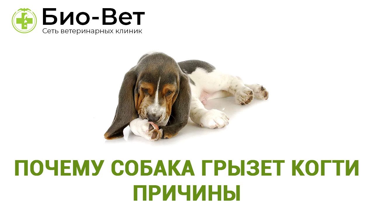 Прояви гризуння лап