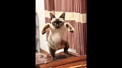 Watch the video about Lilly dance cat thai siamese #arttoy #cartoon #funny #cute #baby #cocomelon #food #cat #cats