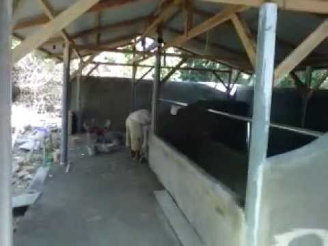 Contoh Pembuatan Kandang  Lembu Sapi YouTube