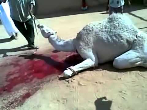 اولاد مومو ود احمد